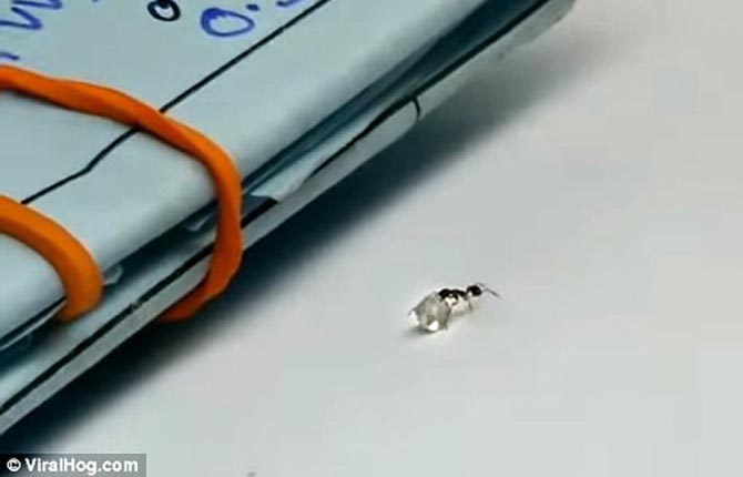 The ant doesn’t appear to have any trouble carrying the diamond across a desk. Photo ViralHog.com